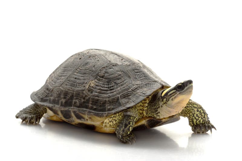 Turtle stock photo. Image of scale, isolated, animal - 10681250