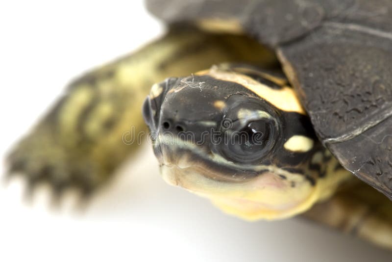 Maracaibo Wood Turtle stock photos