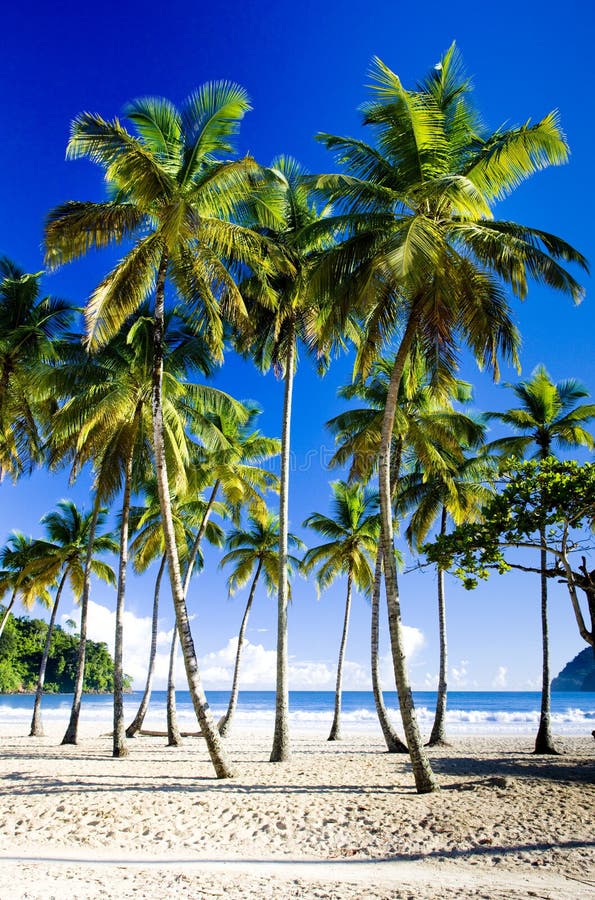 Maracas Bay stock image. Image of natural, coast, maracas 12972147