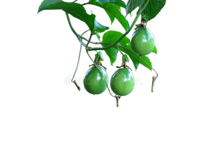 Maracuja A Jamaika Geissblatt Oder Fall O Der Gelben Grenadille Stockfoto Bild Von Leben Nahaufnahme