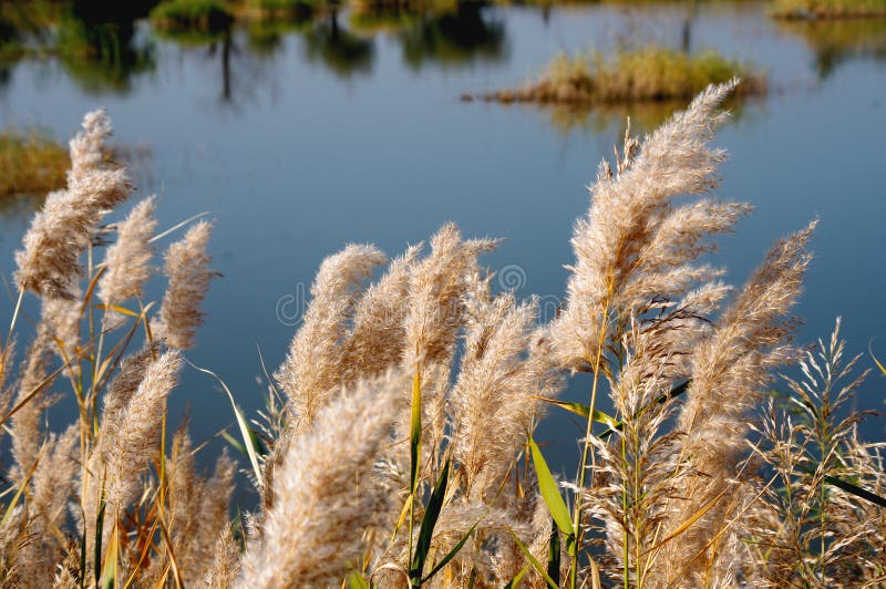Marais de Reed le long de la rivi?re Yellow photographie stock libre de droits Marais de Reed le long de la rivi?re Yellow photographie stock libre de droits