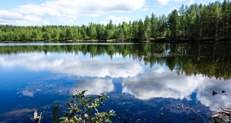 Natural and relaxing bog view in Estonia during summer. Natural and relaxing bog view in Estonia during summer