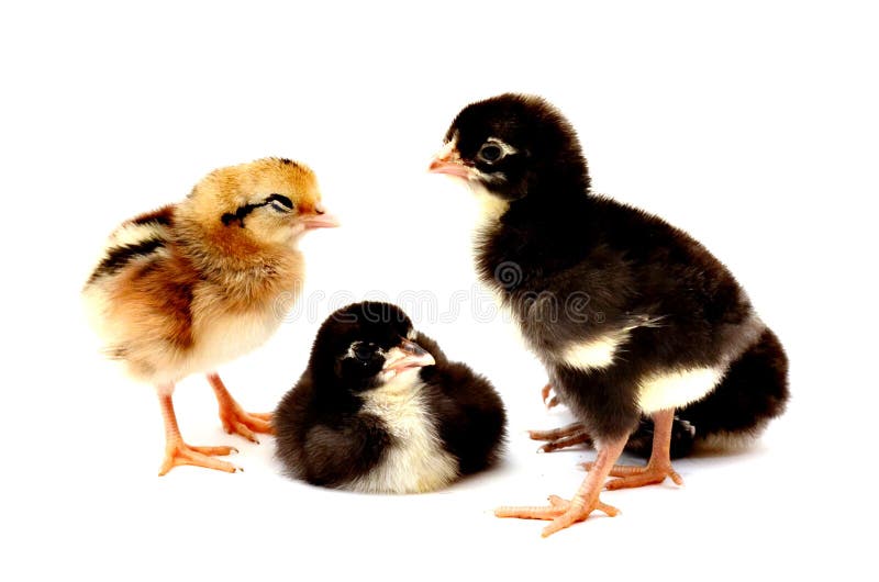 Marans Kuken 15 Stunden Alt Stellung Im Ei Stockbild Bild Von Braun Bauernhof 27269779