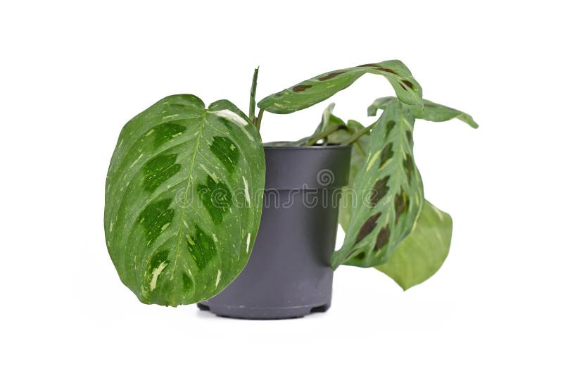 Plantas Da Casa Da Maranta Tropical Cristata Bicolor Foto de Stock - Imagem  de escuro, verde: 249793570