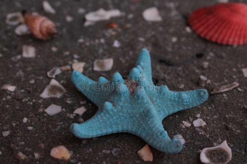 Maravillas de color de estrella azul, conchas rotas y caracoles foto de archivo libre de regalías