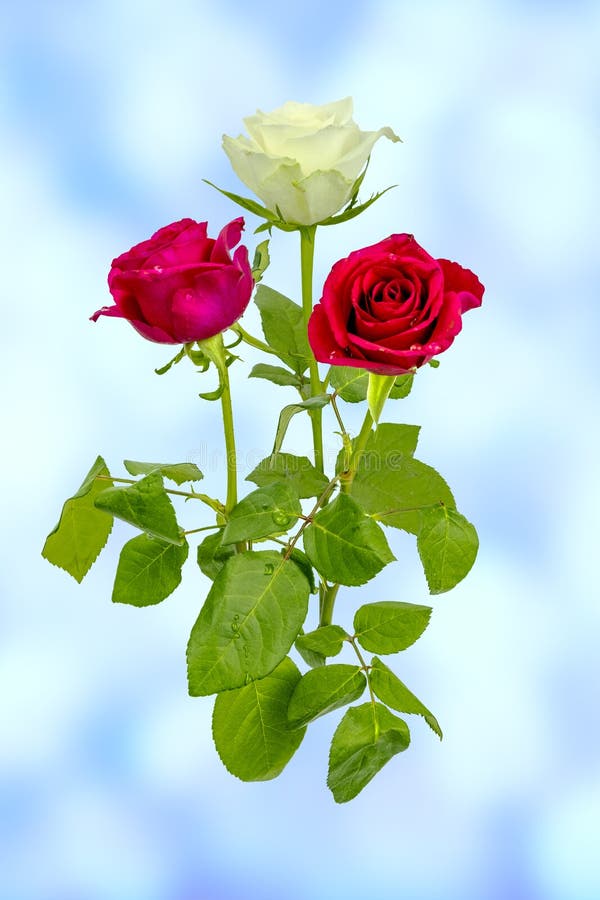 Maravillosas Rosas En Plena Floración Imagen de archivo - Imagen de flores, maravilloso: 215505557 Maravillosas Rosas En Plena Floración Imagen de archivo - Imagen de flores, maravilloso: 215505557
