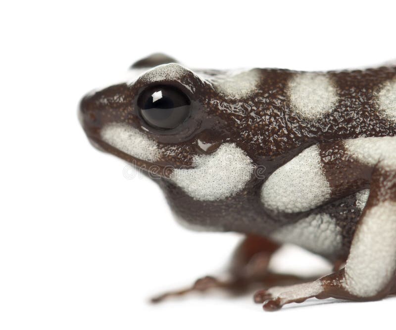 MaraÃ±Ã³n Poison Frog or Rana Venenosa