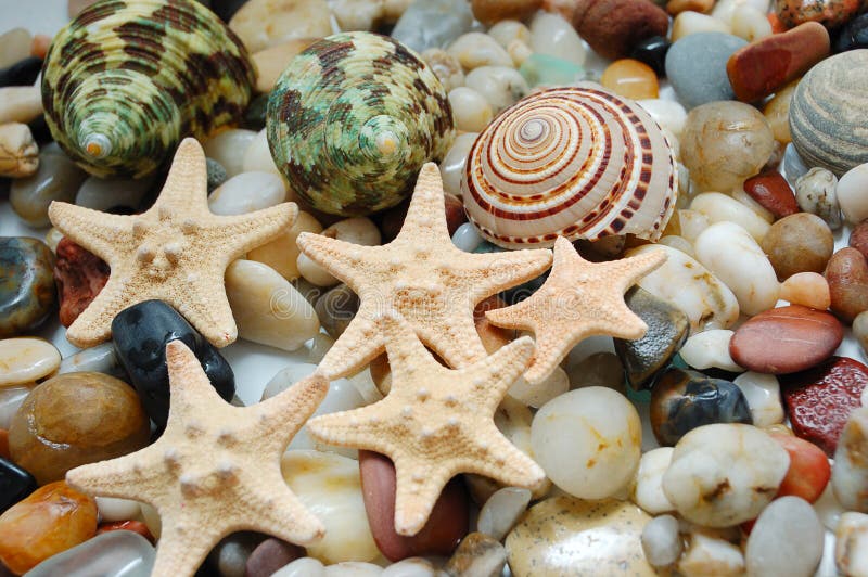 Marble pebbles and seastars