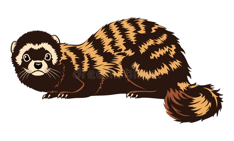 Marbled Ferret. Vector clipart royalty free illustration