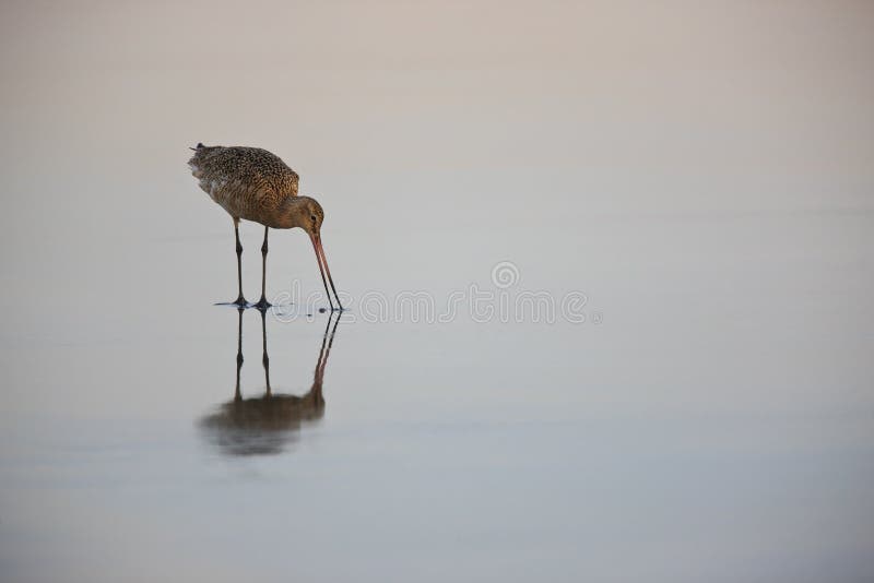 Marbled Godwit feeding in surf at dawn