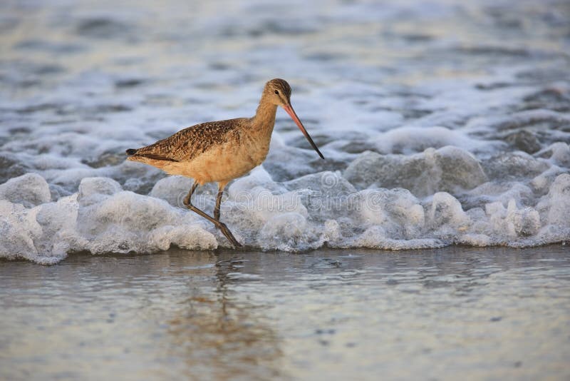 Marbled Godwit in surf