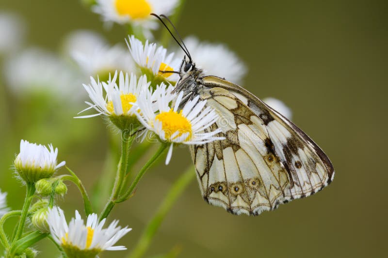 Marbled White butterfly female sitting between white flowers.