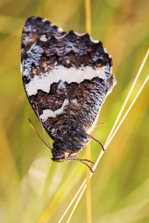 Marbled white butterfly (Melanargia galathea)