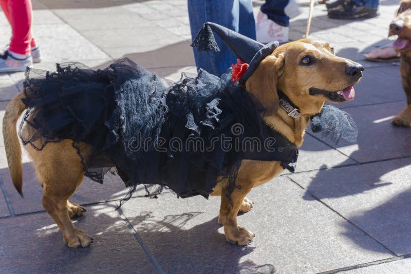 March of dachshunds