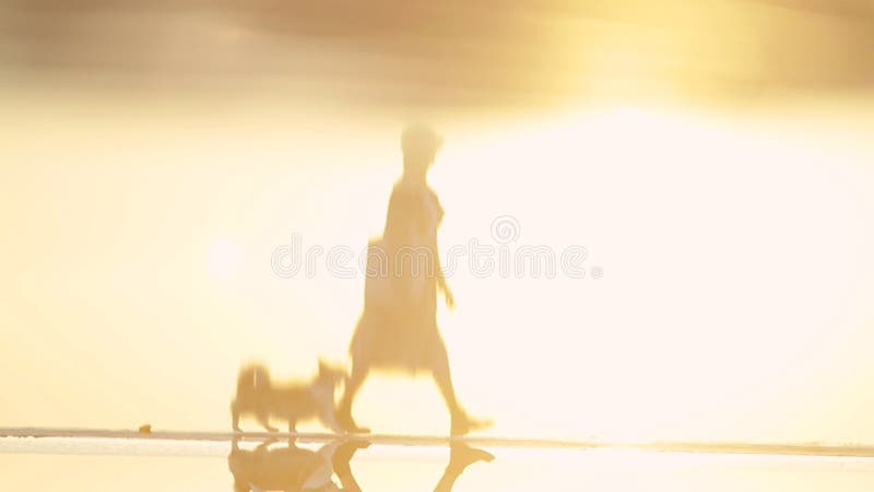Marche de femme et de chien le long de l'eau dans l'image trouble au printemps. banque de vidéos