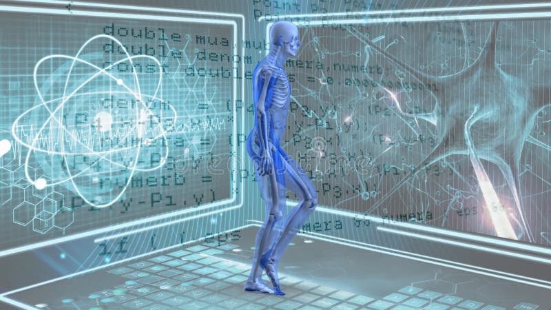 Marche humaine d'anatomie illustration de vecteur