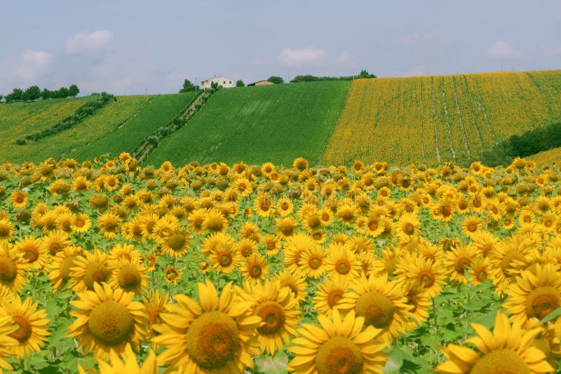 Marches (Italy) - Landscape at summer