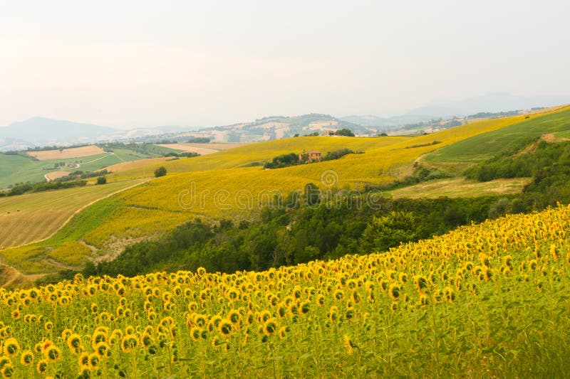 Marches (Italy) - Landscape at summer