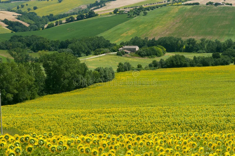 Marches (Italy) - Landscape at summer