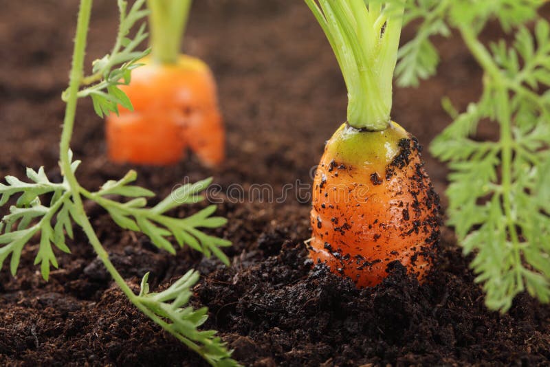 Carrots growing in the soil, shalow DOF. Carrots growing in the soil, shalow DOF