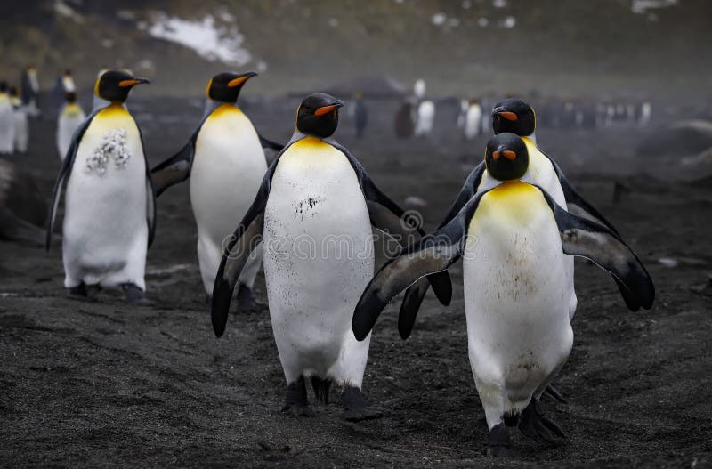 Marching King Penguins