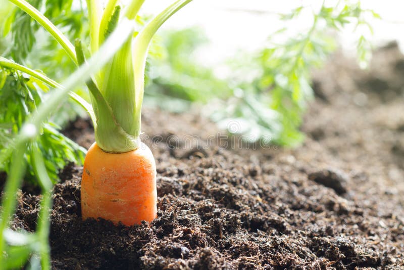 Marchwiany warzywo r w ogródzie w glebowym organicznie tle