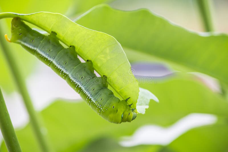 Marco Caterpillars Eating Green Leaf Stock Photo Image of plant