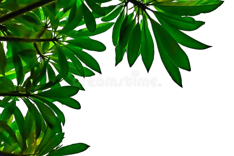 Hoja Verde Con El Fondo Blanco Foto de archivo Imagen de hoja, marco