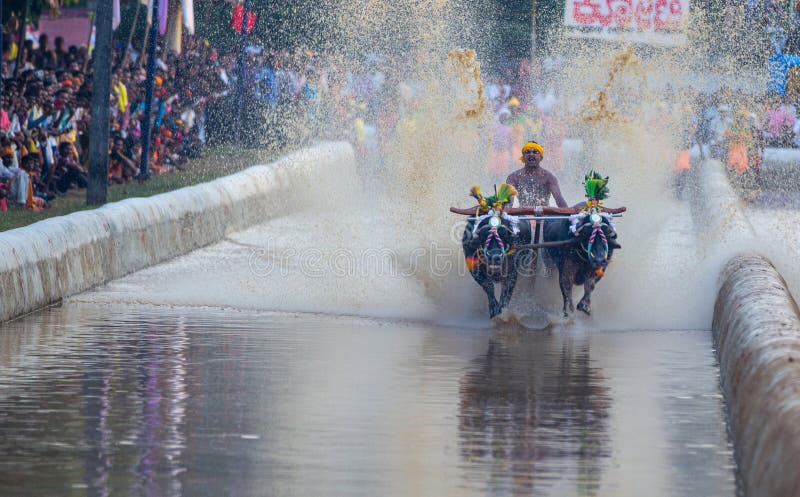 Traditional Kambala was non-competitive, and the pair was run one by one. In a modern Kambala, the contest generally takes place between two pairs of buffaloes. Historically, the winning pair of buffaloes was rewarded with coconuts and bananas. Today, winning owners earn gold and silver coins. Traditional Kambala was non-competitive, and the pair was run one by one. In a modern Kambala, the contest generally takes place between two pairs of buffaloes. Historically, the winning pair of buffaloes was rewarded with coconuts and bananas. Today, winning owners earn gold and silver coins.