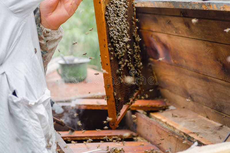 Marco de las calles con las abejas de la miel. Los apicultores con sus manos consiguen los marcos de las calles con las abejas de la miel