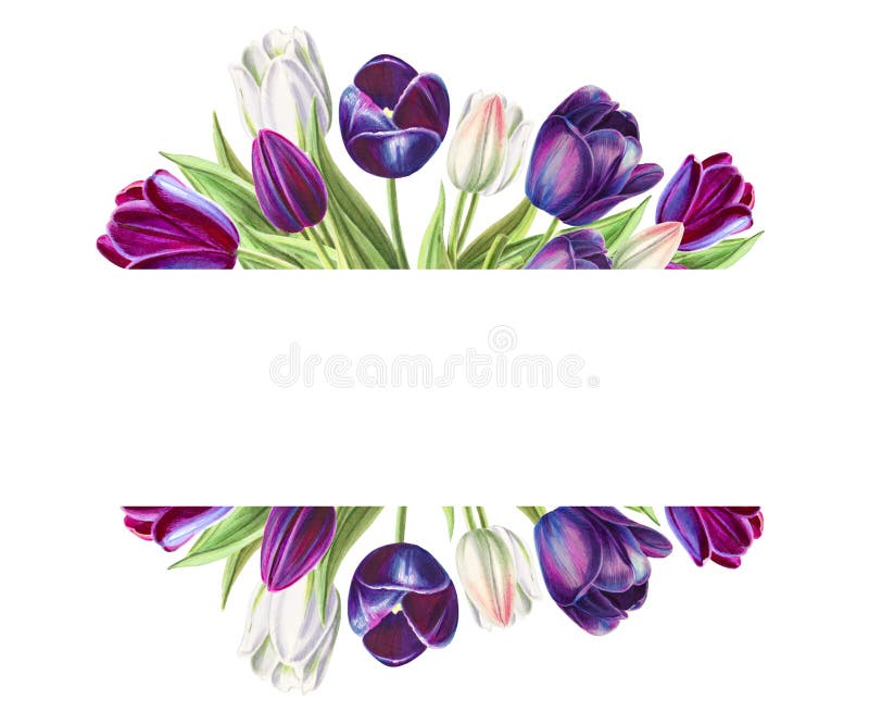 Marco de texto hermoso de los tulipanes blancos y negros Dibujo del marcador Pintura de la acuarela stock de ilustración Marco de texto hermoso de los tulipanes blancos y negros Dibujo del marcador Pintura de la acuarela stock de ilustración