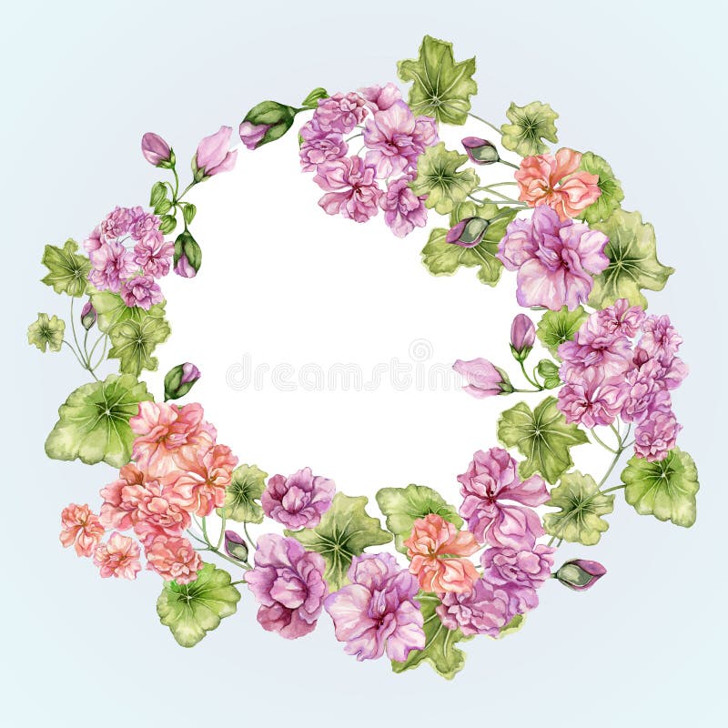 Marco floral hermoso con las flores y las hojas del Pelargonium Frontera botánica del vintage Ronda, forma del anillo Pintura de libre illustration Marco floral hermoso con las flores y las hojas del Pelargonium Frontera botánica del vintage Ronda, forma del anillo Pintura de libre illustration