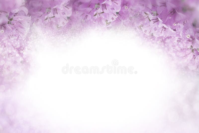 Marco púrpura de la buganvilla de la flor en concepto rosado suave de la invitación de la tarjeta del día de San Valentín y de bo