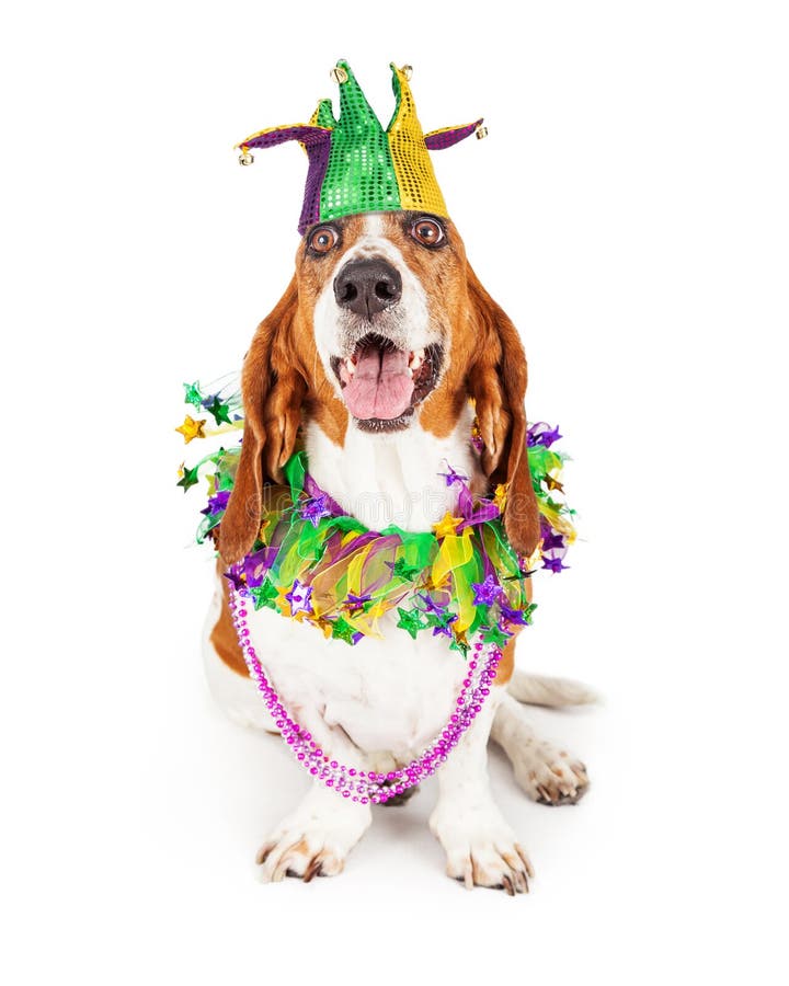 Funny photo of a happy and smiling Basset Hound dog wearing a jester hat, neck garland and bead necklace. Funny photo of a happy and smiling Basset Hound dog wearing a jester hat, neck garland and bead necklace