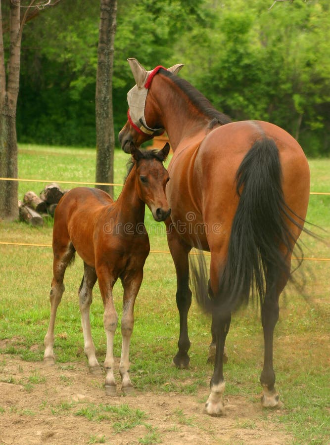 Mare and Colt