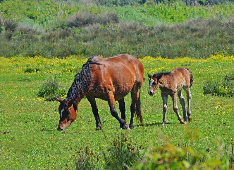 Mare and colt