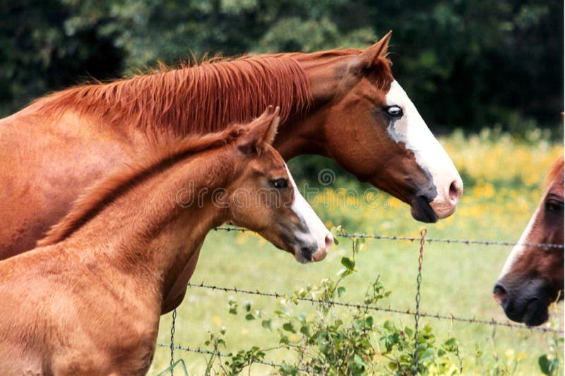 Mare and Colt