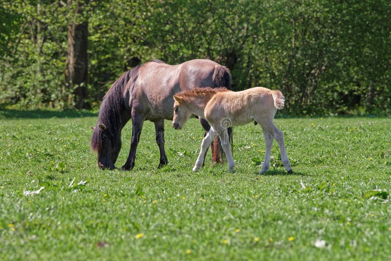 Mare and colt in Bialowieza National Park in Poland