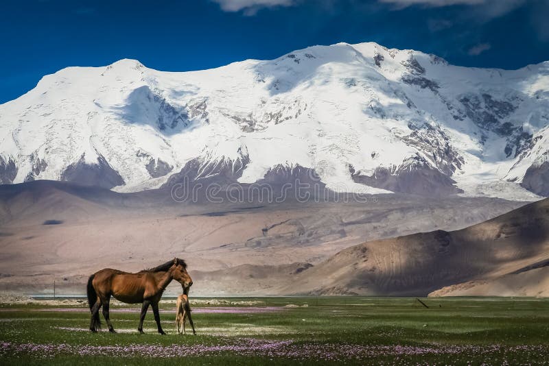 Mare and colt on a meadow