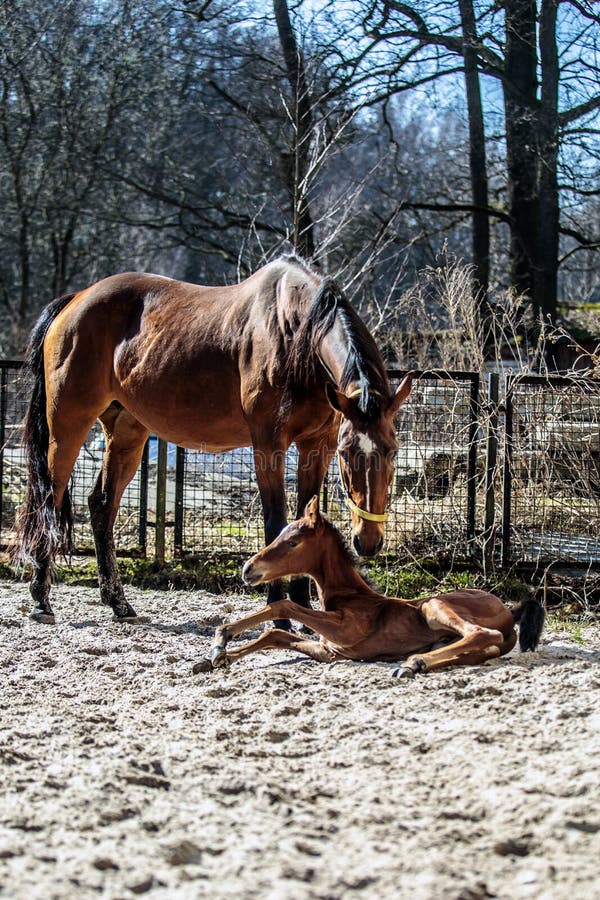 Mare and colt in the paddock