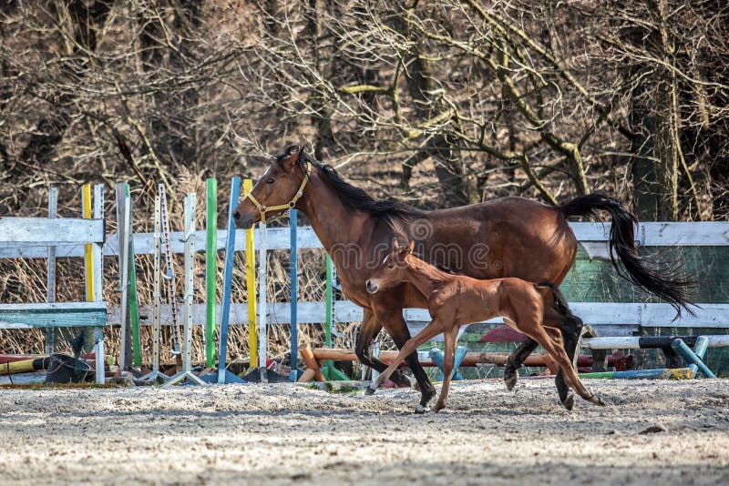 Mare and colt in the paddock