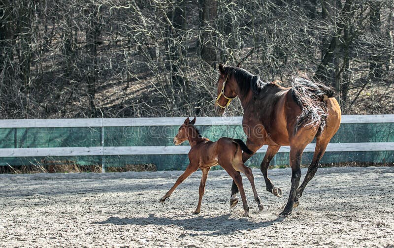 Mare and colt in the paddock