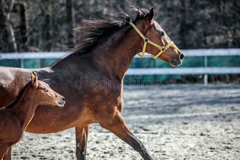 Mare and colt in the paddock