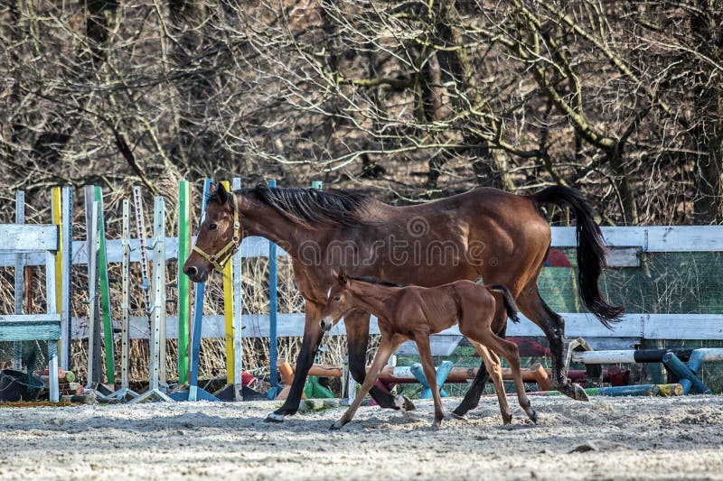 Mare and colt in the paddock