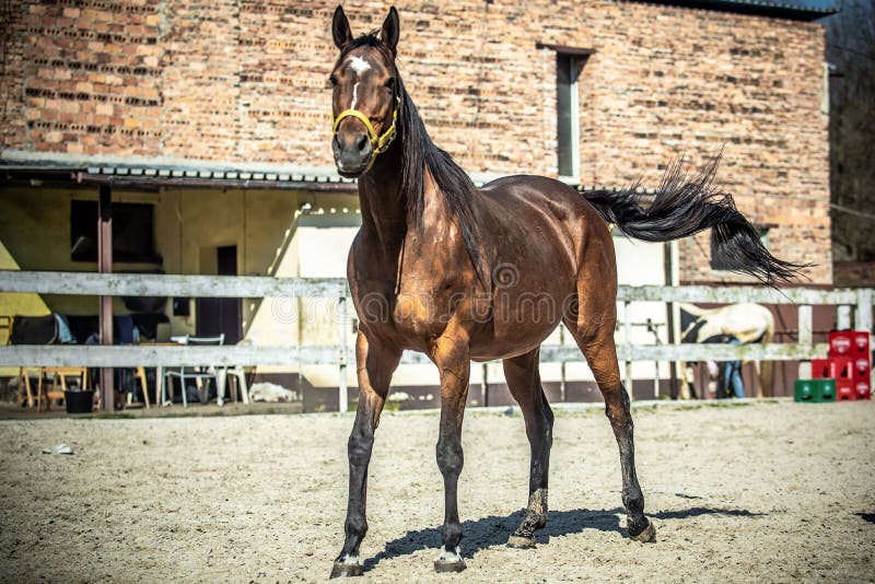 Mare and colt in the paddock