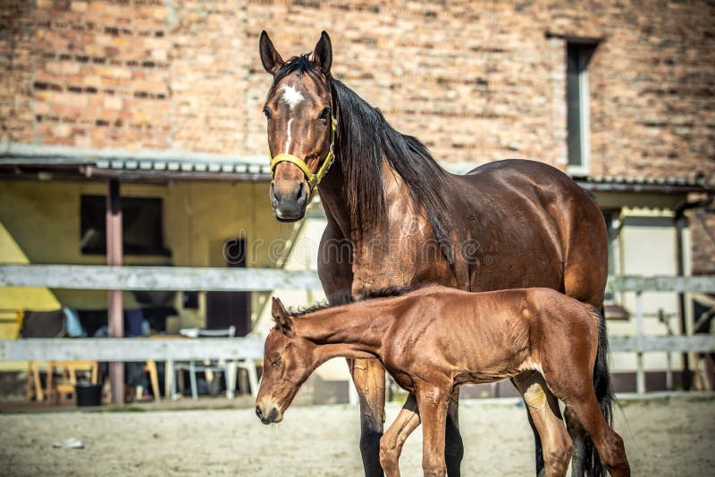 Mare and colt in the paddock