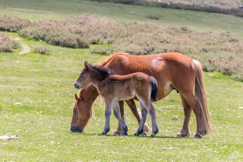 Wild mare mother and foal in green pastures. Wild mare mother and foal in green pastures