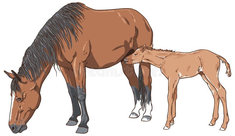 Mare feeding her foal