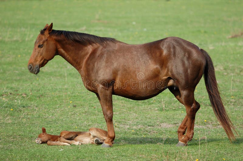 Mare with filly