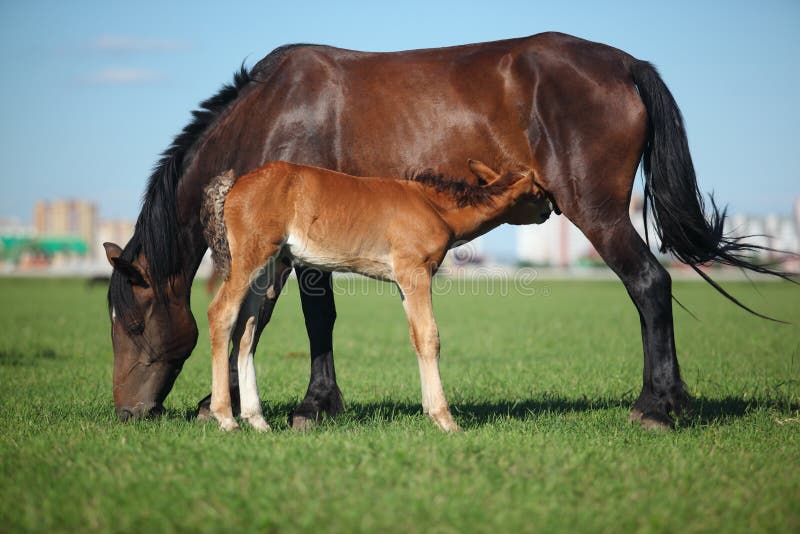 Mare & Foal royalty free stock images